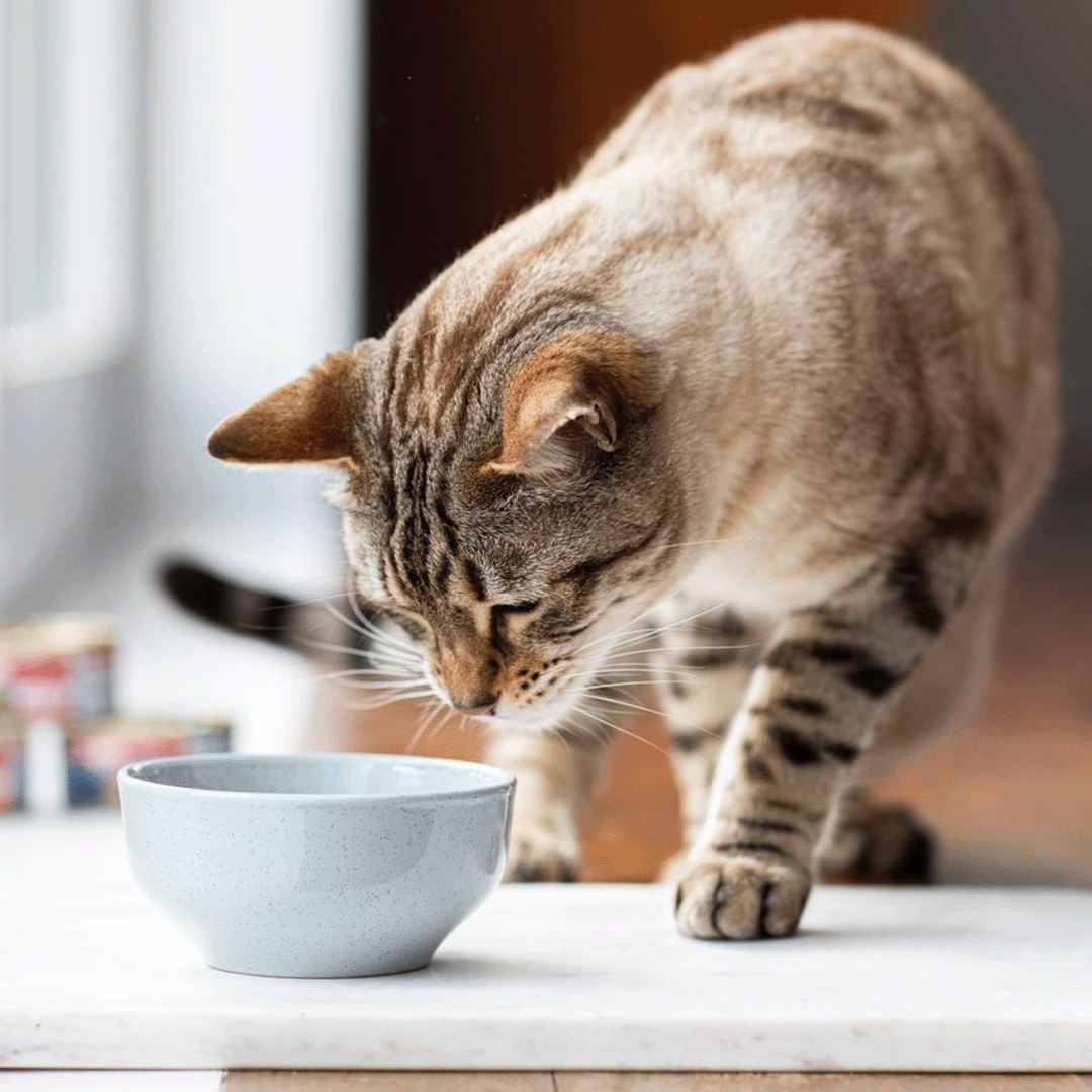 Hydrating Your Cat: What You Need To Know – Feline Natural